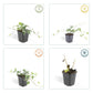 Hedera helix 'Glacier' - ↕24x - 10-25cm - Ø9cm