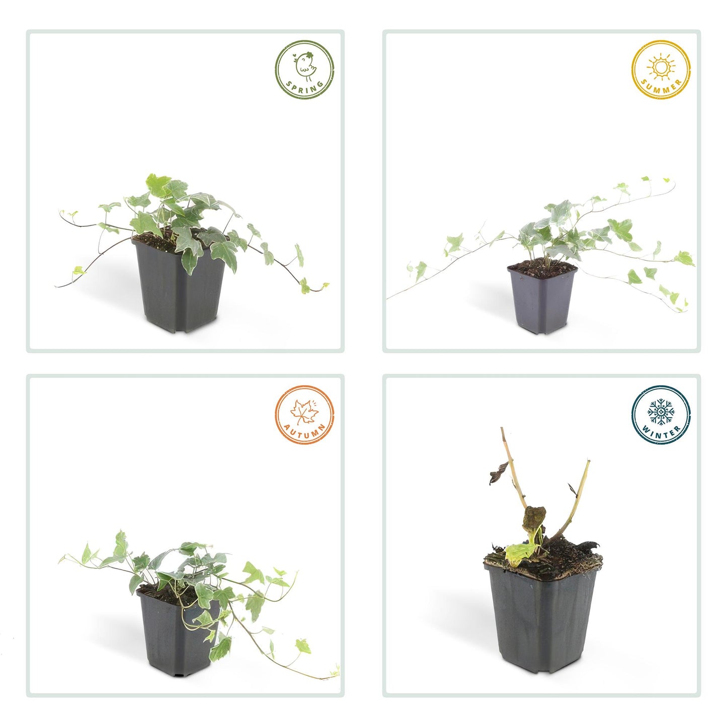 Hedera helix 'Glacier' - ↕24x - 10-25cm - Ø9cm