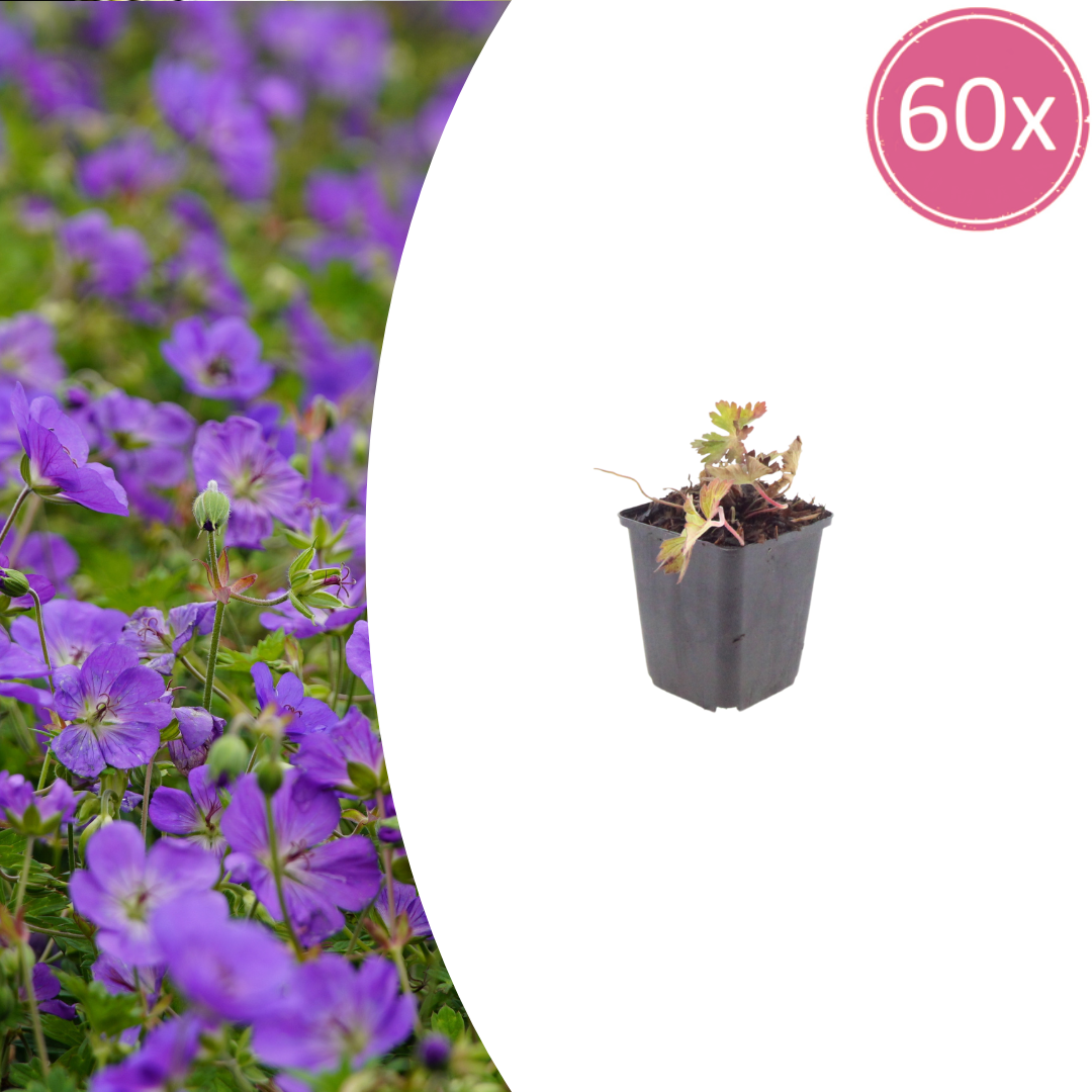 60x Geranium 'Azure Rush' - ↕10-25cm - Ø9cm