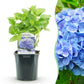 Hortensie - Hydrangea macrophylla Blau - Blüte Blau - 1 Pflanze - Laubabwerfend - Wenig Pflege - Topf 17cm Höhe 30cm