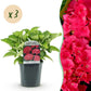 Hortensie - Hydrangea macrophylla Rot - Blume Rot - 3 Pflanzen - 1 m2 - Laubabwerfend - Wenig Pflege - Topf 17cm Höhe 30cm