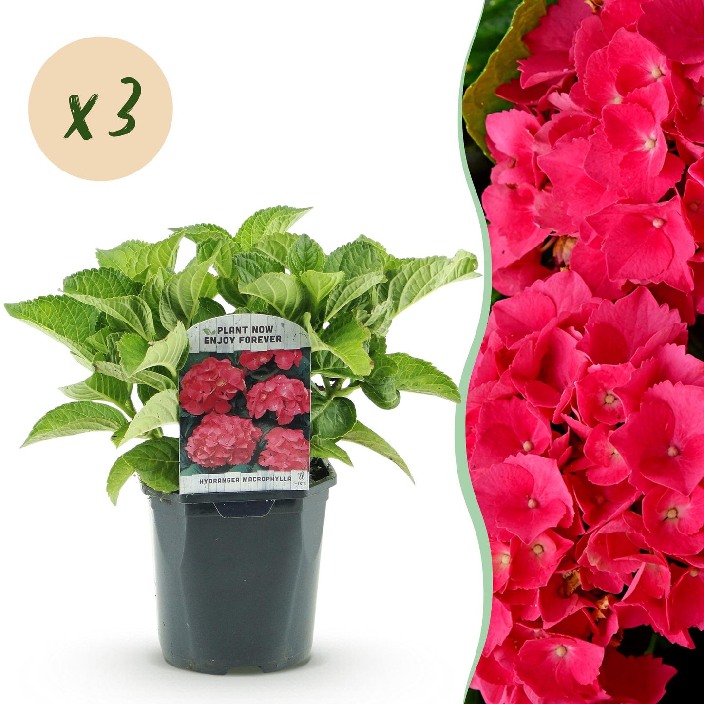 Hortensie - Hydrangea macrophylla Rot - Blume Rot - 3 Pflanzen - 1 m2 - Laubabwerfend - Wenig Pflege - Topf 17cm Höhe 30cm