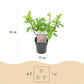 Rispen Hortensie - Hydrangea panniculata Pink Diamond - Blüte Weiß Rosa - 1 Pflanze - Laubabwerfend - Große Blüten - Topf 17cm Höhe 50cm