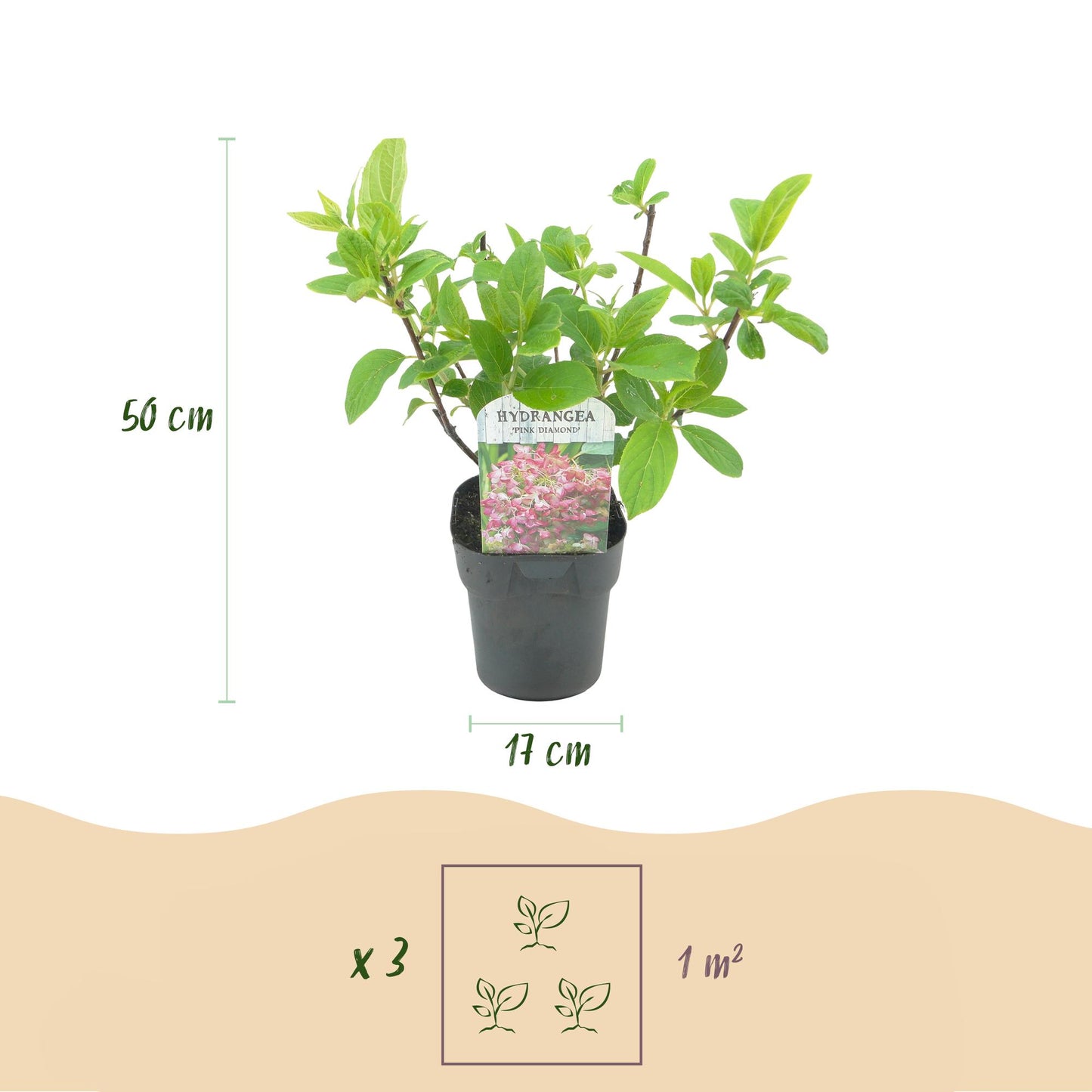 Rispen Hortensie - Hydrangea panniculata Pink Diamond - Blüte Weiß Rosa - 1 Pflanze - Laubabwerfend - Große Blüten - Topf 17cm Höhe 50cm