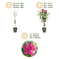 Stamm Pflanze - Hibiscus syriacus Magenta Chiffon® - Terrassen Pflanze - Laubabwerfend - Winterhart - Rosa Blüte - Topf 19cm Höhe 90cm