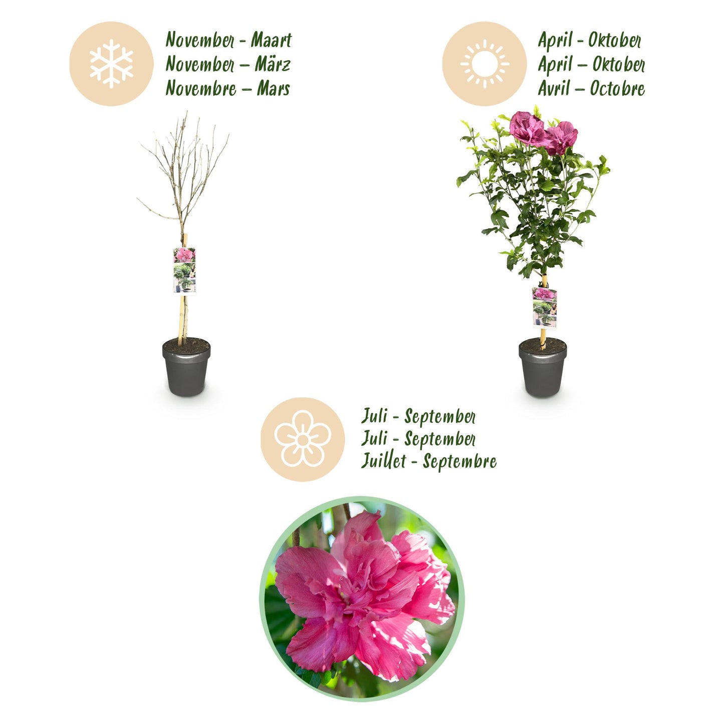 Stamm Pflanze - Hibiscus syriacus Magenta Chiffon® - Terrassen Pflanze - Laubabwerfend - Winterhart - Rosa Blüte - Topf 19cm Höhe 90cm