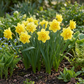 40x Narcissus Golden Ducat - Golden Ducat Daffodil - Yellow - Spring bloomer