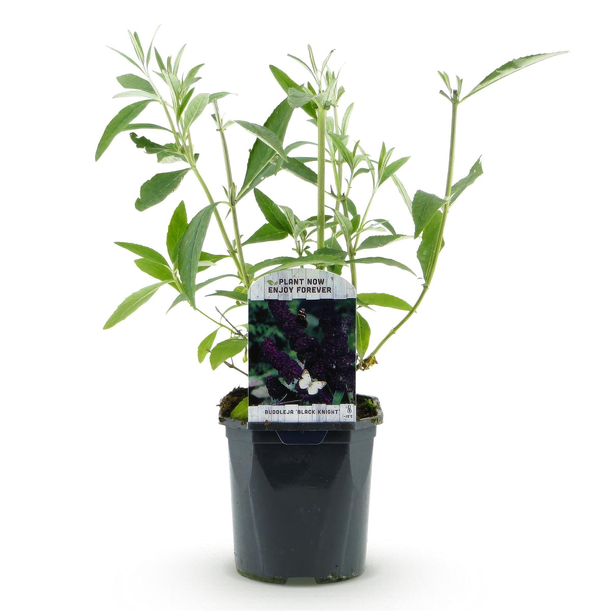 Schmetterlingsstrauch- Buddleja davidii Black Night - Winterhart - Lila - 1 Pflanze - Topf 17cm - Höhe 45cm