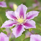 Kletterpflanze - Clematis Piilu - Blüte Rosa - Wenig Pflege - 2 Pflanzen - Topf 11cm Höhe 40cm
