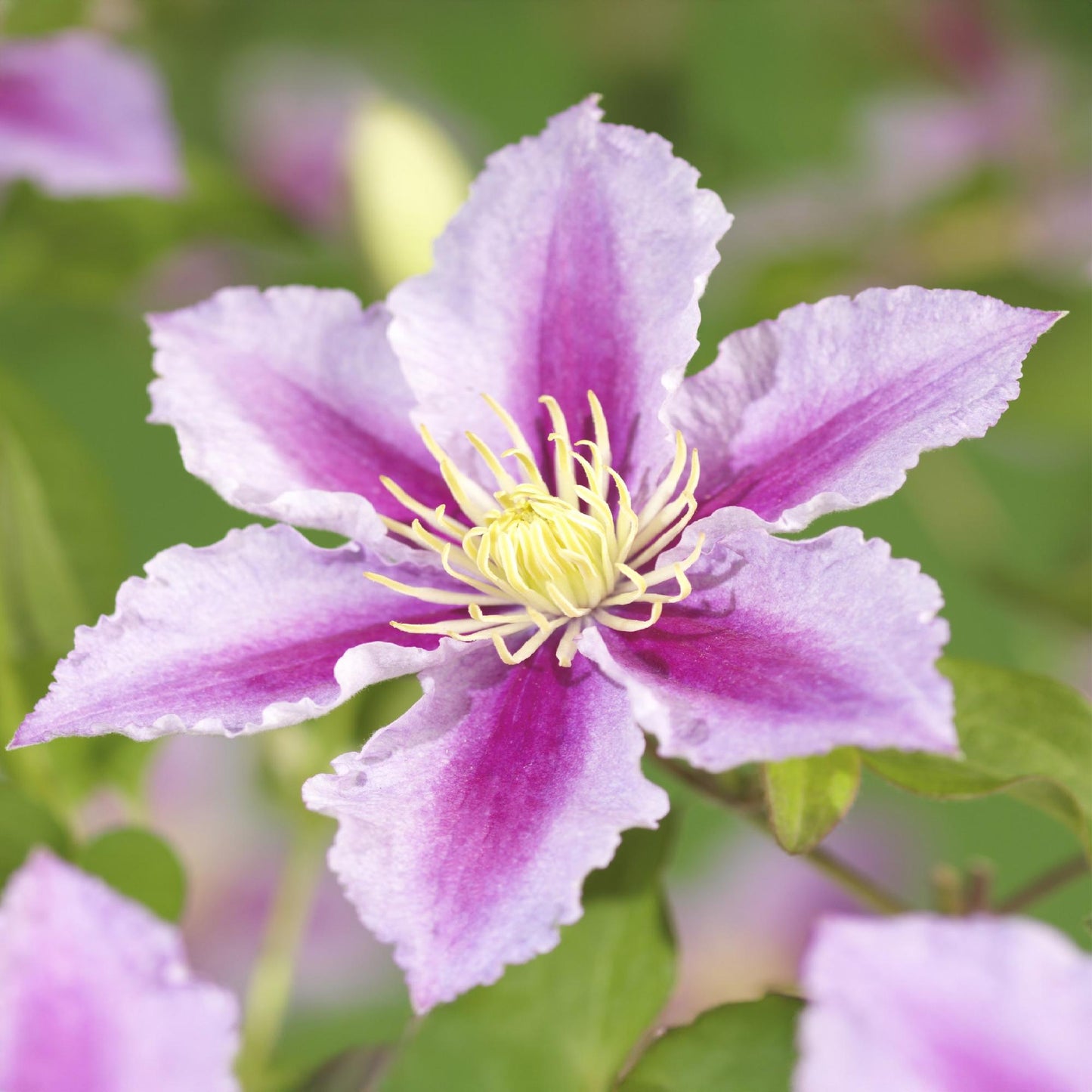Kletterpflanze - Clematis Piilu - Blüte Rosa - Wenig Pflege - 2 Pflanzen - Topf 11cm Höhe 40cm