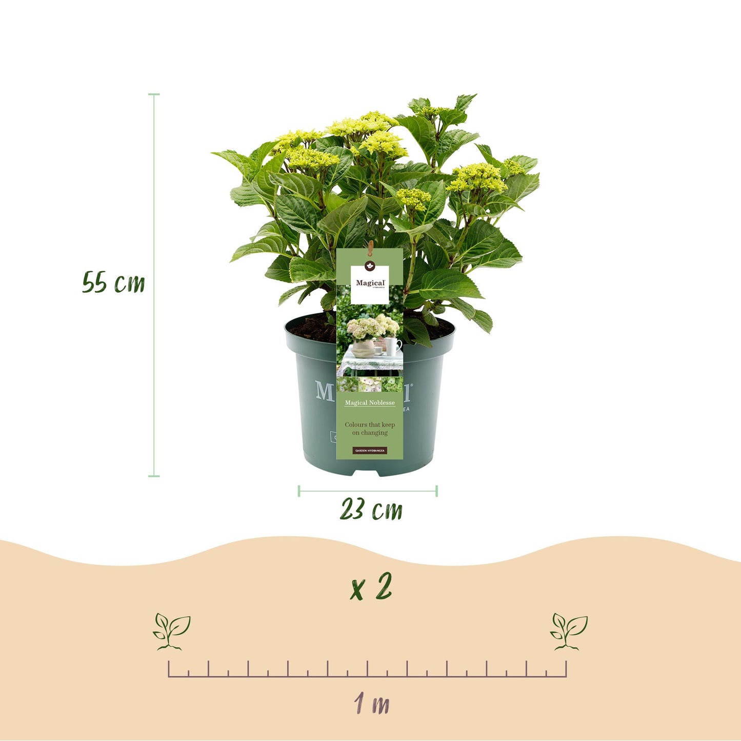 Hortensie - Hydrangea Magical Nobless - Weiß - 6-10 Blüten - Topf 23cm Höhe 55cm