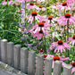 Purpur Sonnenhut - 24x Echinacea p. 'Magnus' - ↕10-25cm - Ø9cm
