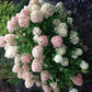 Rispenhortensie - Hydrangea panniculata Limelight - Blüten Creme Weiß - 1 Pflanze - Laubabwerfend - Große Blüten - Topf 17cm Höhe 50cm