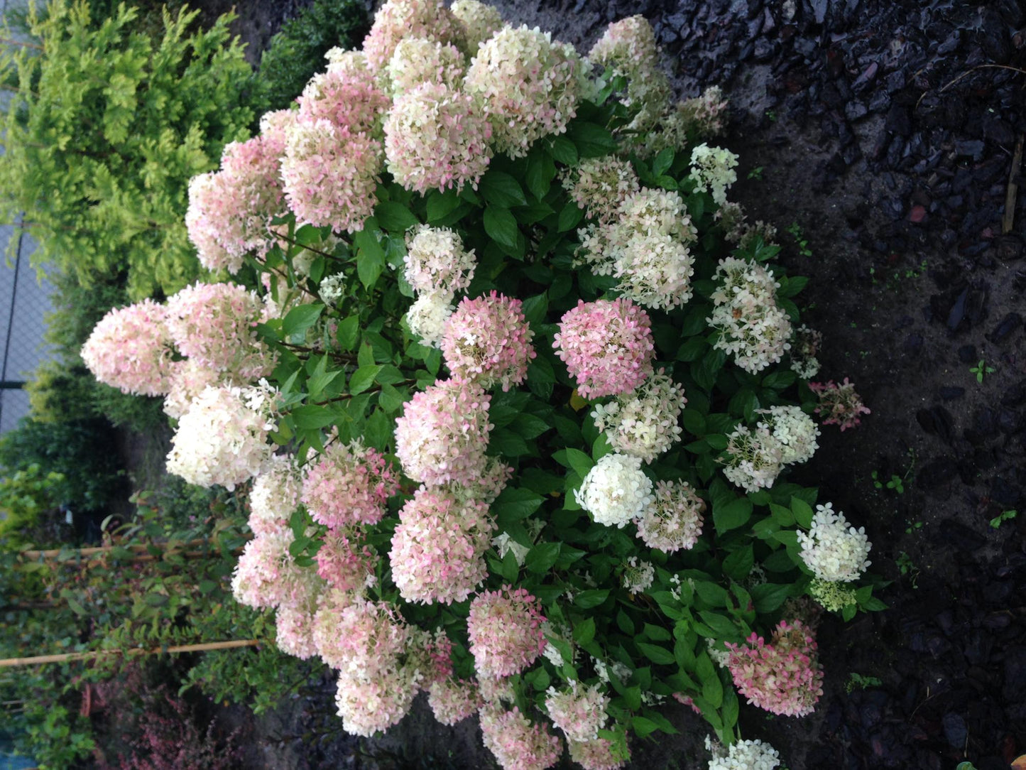 Rispenhortensie - Hydrangea panniculata Limelight - Blüten Creme Weiß - 1 Pflanze - Laubabwerfend - Große Blüten - Topf 17cm Höhe 50cm
