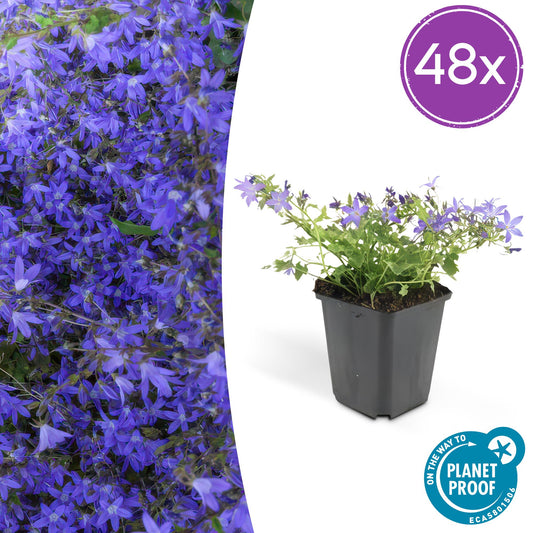 Campanula portenschlagiana 'Stella 48x - ↕10-25cm - Ø9cm