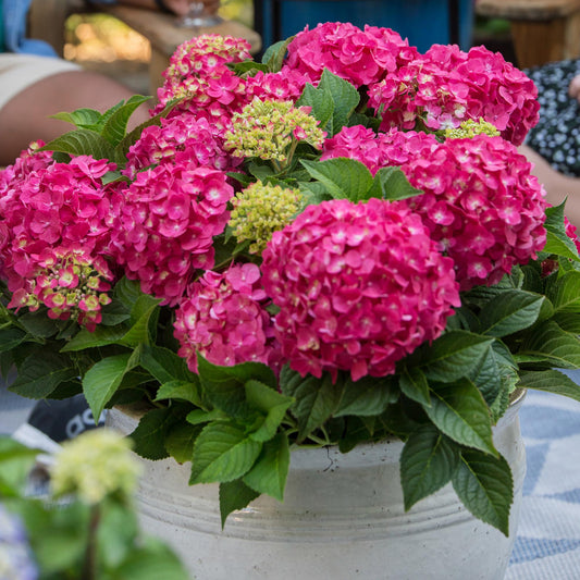 Hydrangea Endles Summer Summer Love Red - Hortensie - Winterhart - Rot - 8 Pflanzen - Topf 14cm - Höhe 20-25cm