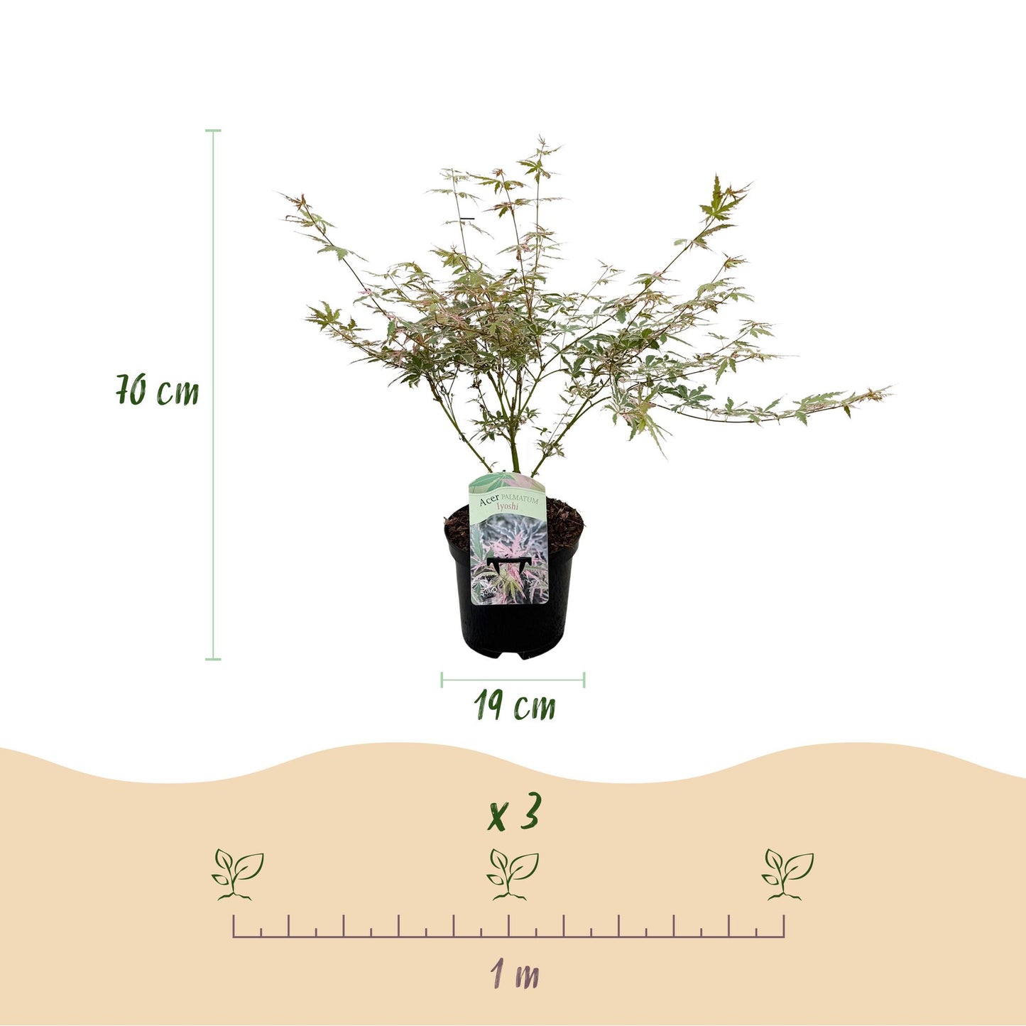 Japanischer Ahorn - Acer palmatum Iyoshi - Rosa - 1 Pflanze - Laubabwerfend - Topf 19cm Höhe 70cm