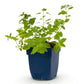 Katzenminze - Nepeta faassenii -  Bienen- und Schmetterlingsmagneten - Lila - 1 Pflanzen - Topf 11cm - Höhe 15-25cm