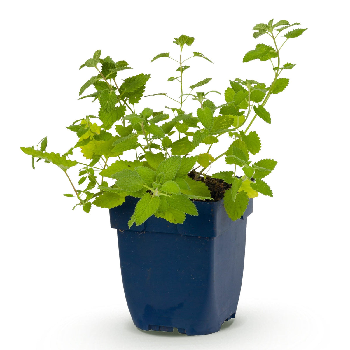 Katzenminze - Nepeta faassenii -  Bienen- und Schmetterlingsmagneten - Lila - 1 Pflanzen - Topf 11cm - Höhe 15-25cm