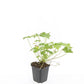48x Geranium 'Tiny Monster' - ↕10-25cm - Ø9cm