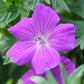 48x Geranium 'Tiny Monster' - ↕10-25cm - Ø9cm
