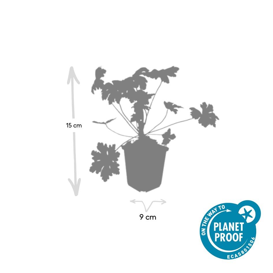 24x Geranium macr. 'Ingwersen's Var.' - ↕10-25cm - Ø9cm