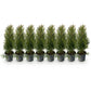 Heckenpflanzen - Thuja occidentalis Smaragd - Blatt grün - 8 Pflanzen - 1 laufender Meter - immergrün - Topf 9cm Höhe 30cm