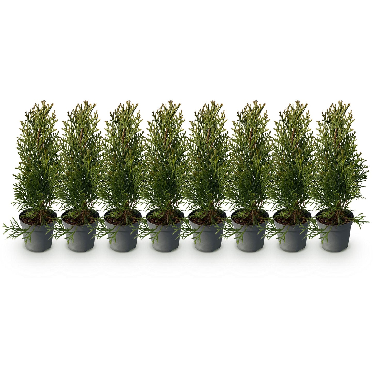 Heckenpflanzen - Thuja occidentalis Smaragd - Blatt grün - 8 Pflanzen - 1 laufender Meter - immergrün - Topf 9cm Höhe 30cm