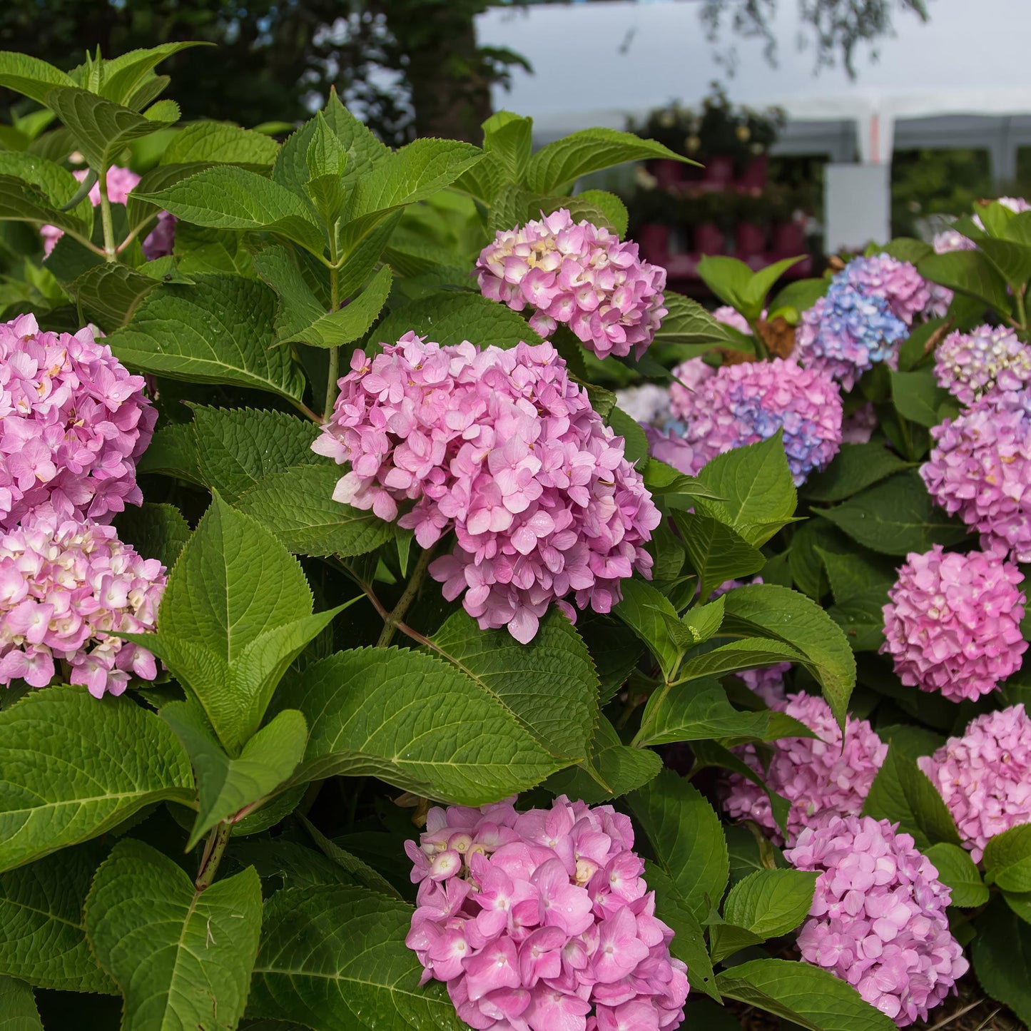 Hydrangea Endles Summer The Original Pink - Hortensie - Winterhart - Rosa - 4 Pflanzen - Topf 14cm - Höhe 20-25cm