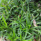 Ziergräser - Carex morrowii Irish Green - Grün & Gelb - 2 Pflanzen - Immergrün - Pflegeleicht - Topf 17cm Höhe 50cm