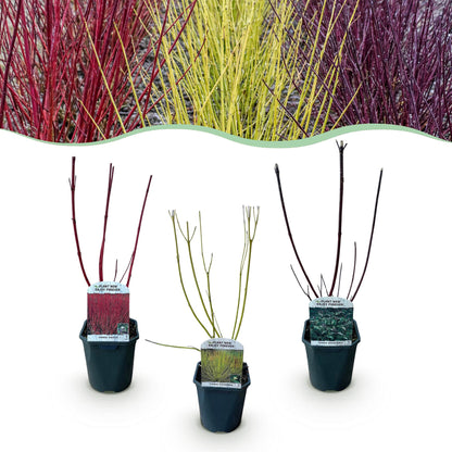 Cornus alba Tricolour - Kombination aus Roten, Grünen und Lila Zweigen - 3 Pflanzen - Topf 17cm Höhe 45cm