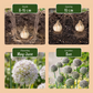 40x Allium Ping Pong - Kugellauch Ping Pong - Weiß - Sommerblüher - Zwiebelgröße 6/7