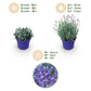 Lavandula angustifolia Hidcote - Lavendel - Winterhart - Lila - 18 Pflanzen - Topf 12cm - Höhe 15-25cm