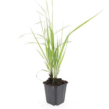 Calamagrostis acut. 'Karl Foerster'  - 48x - ↕10-25cm - Ø9cm
