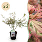 Japanischer Ahorn - Acer palmatum Iyoshi - Rosa - 2 Pflanzen - Laubabwerfend - Topf 19cm Höhe 70cm