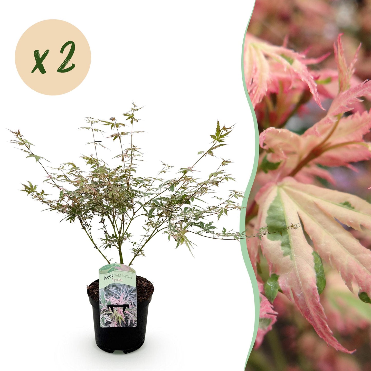 Japanischer Ahorn - Acer palmatum Iyoshi - Rosa - 2 Pflanzen - Laubabwerfend - Topf 19cm Höhe 70cm