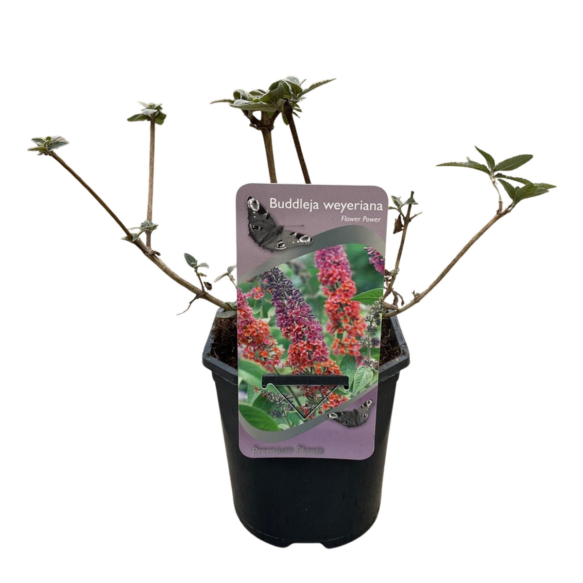 Schmetterlingsstrauch - Buddleja davidii Flower Power - Blüte Orange Lila - 1 Pflanze - Topf 17cm Höhe 30cm