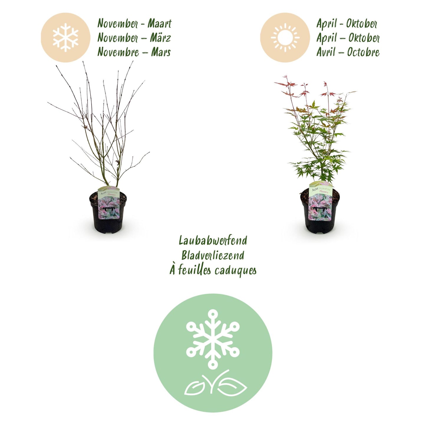 Japanischer Ahorn - Acer palmatum Phoenix - Rosa - 1 Pflanze - Laubabwerfend - Topf 19cm Höhe 70cm