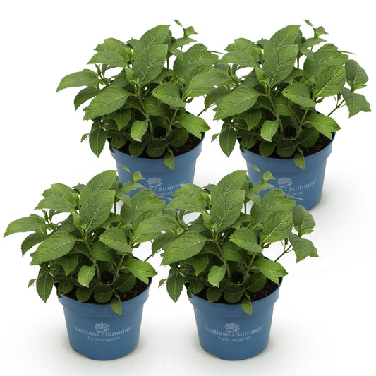 Hydrangea Endles Summer Summer Love Red - Hortensie - Winterhart - Rot - 4 Pflanzen - Topf 14cm - Höhe 20-25cm