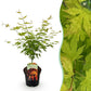 Japanischer Ahorn - Acer palmatum Orange Dream - Orange - 1 Pflanze - Laubabwerfend - Topf 19cm Höhe 70cm