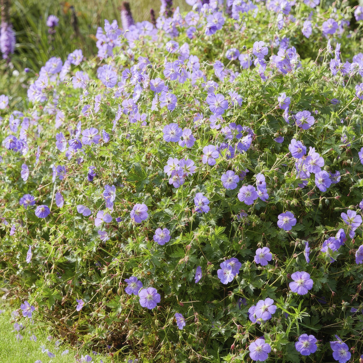 24x Geranium Rozanne - ↕10-25cm - Ø9cm