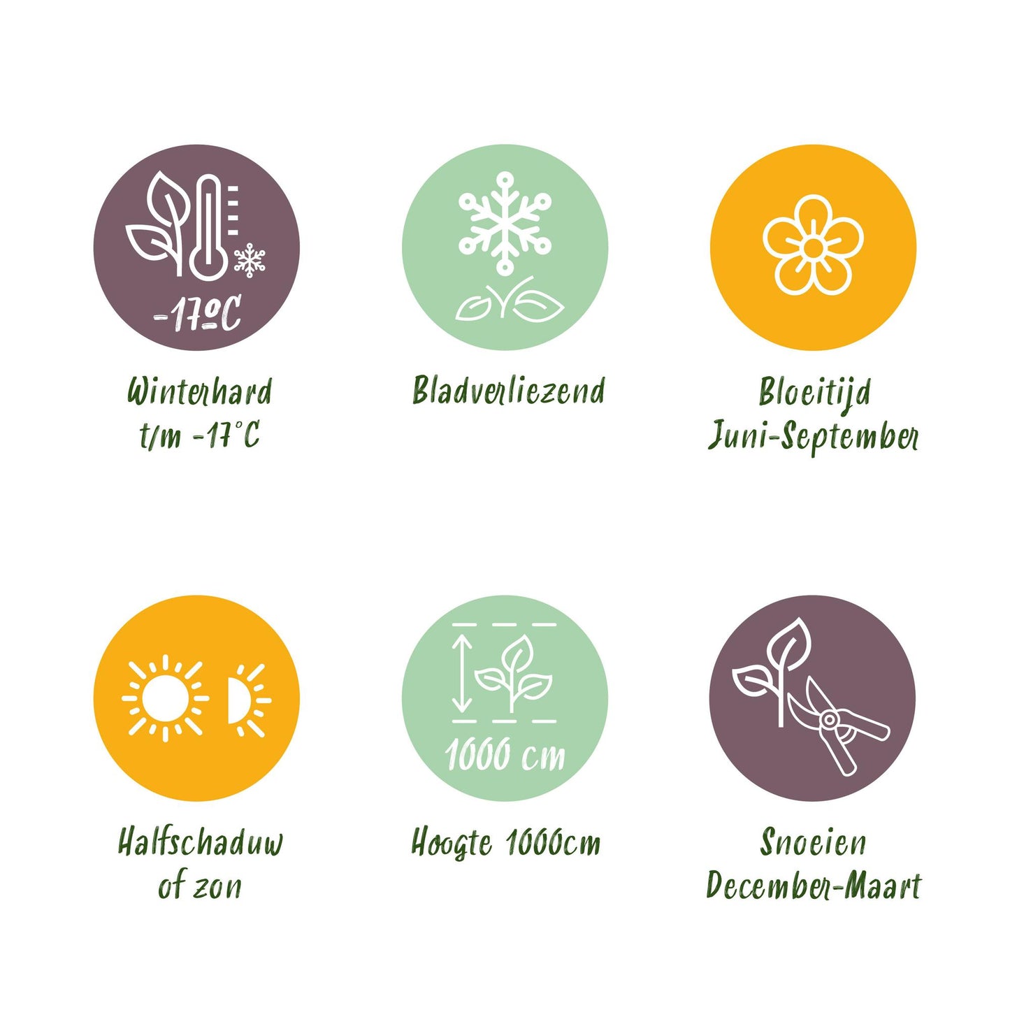 Kletterrose - Rosa Spring Queen - Blüte Gelb - Pflegeleicht - 2 Pflanzen - Topf 11cm Höhe 40cm