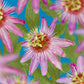 Passionsblume - Passiflora Anastasia - Blume Rosa - Wenig Pflege - 2 Pflanzen - Topf 11cm Höhe 40cm