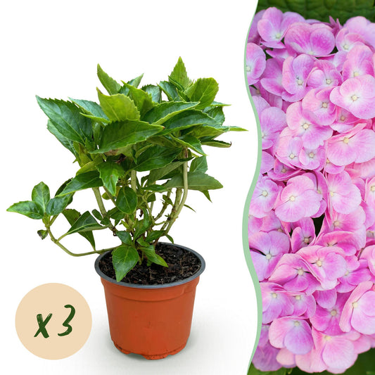 Hydrangea macrophylla Rosa - Hortensie - Winterhart - Rosa - 3 Pflanzen - Topf 12cm - Höhe 20-30cm