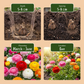 40x Ranunculus Mix - Ranunkel-Mischung - Diverses - Sommerblüher - Zwiebelgröße 5/6