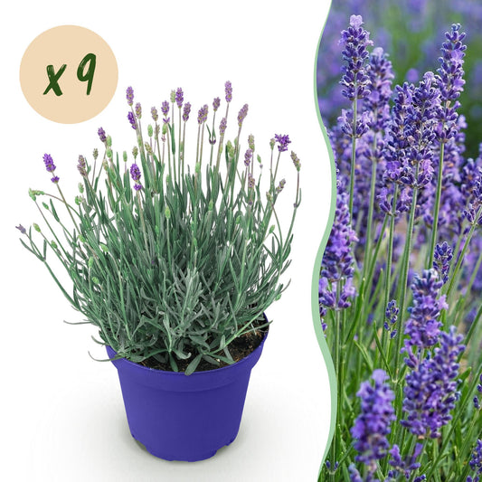 Lavandula angustifolia Hidcote - Lavendel - Winterhart - Lila - 9 Pflanzen - Topf 12cm - Höhe 15-25cm