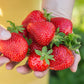 Obstpflanzen - Erdbeere - Fragaria Maxim - Winterhart - 6 Pflanzen - Topf 9 cm - Rote Erdbeere