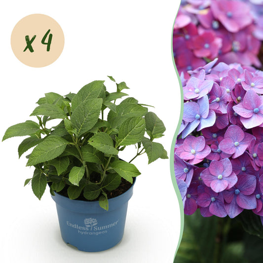 Hydrangea Endless Summer Summer Love Purple - Hortensie - Frostbeständig - Lila - 4 Pflanzen - Topf 14 cm - Höhe 20-25 cm