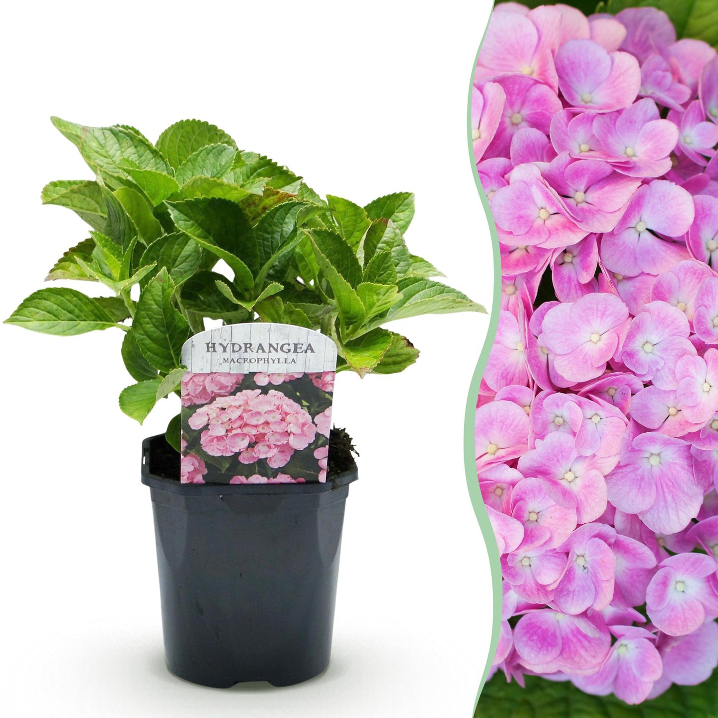 Hortensie - Hydrangea macrophylla Pink - Blüte Rosa - 1 Pflanze - Laubabwerfend - Wenig Pflege - Topf 17cm Höhe 30cm