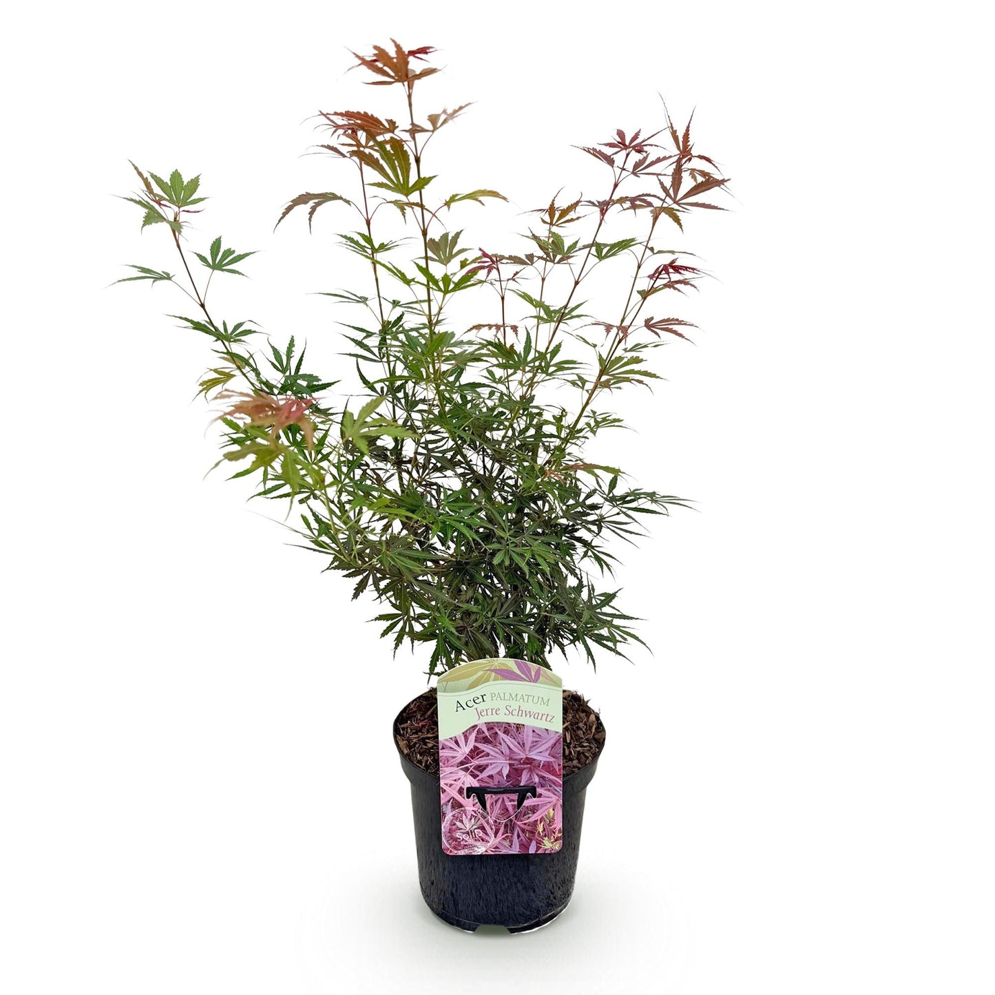 Japanischer Ahorn - Acer palmatum Jerre Swarts - Dunkelrot - 1 Pflanze - Laubabwerfend - Topf 19cm Höhe 70cm